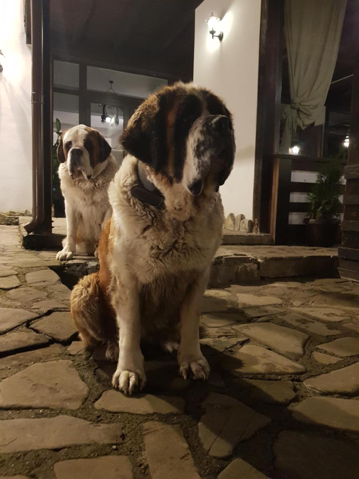 Pension Casa Drumetului Piatra Neamţ Exterior foto